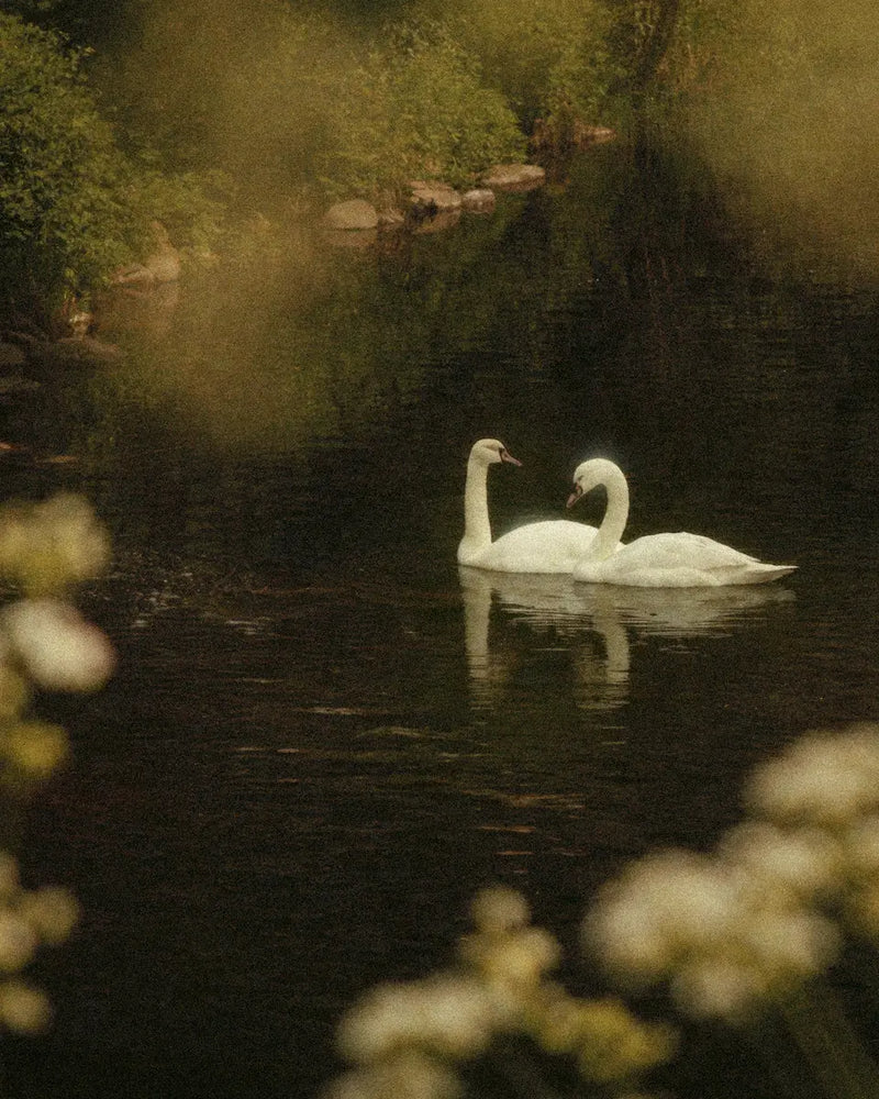 Two swans swimming on a calm pond with a natural, blurred background